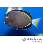 Gold Rim Whitecheek Tang