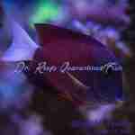 Whitetail Bristletooth Tang