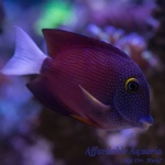Whitetail Bristletooth Tang