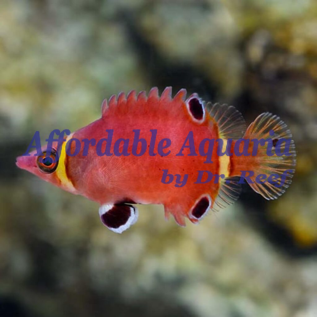 Yellow Banded Possum Wrasse | Affordable Aquaria