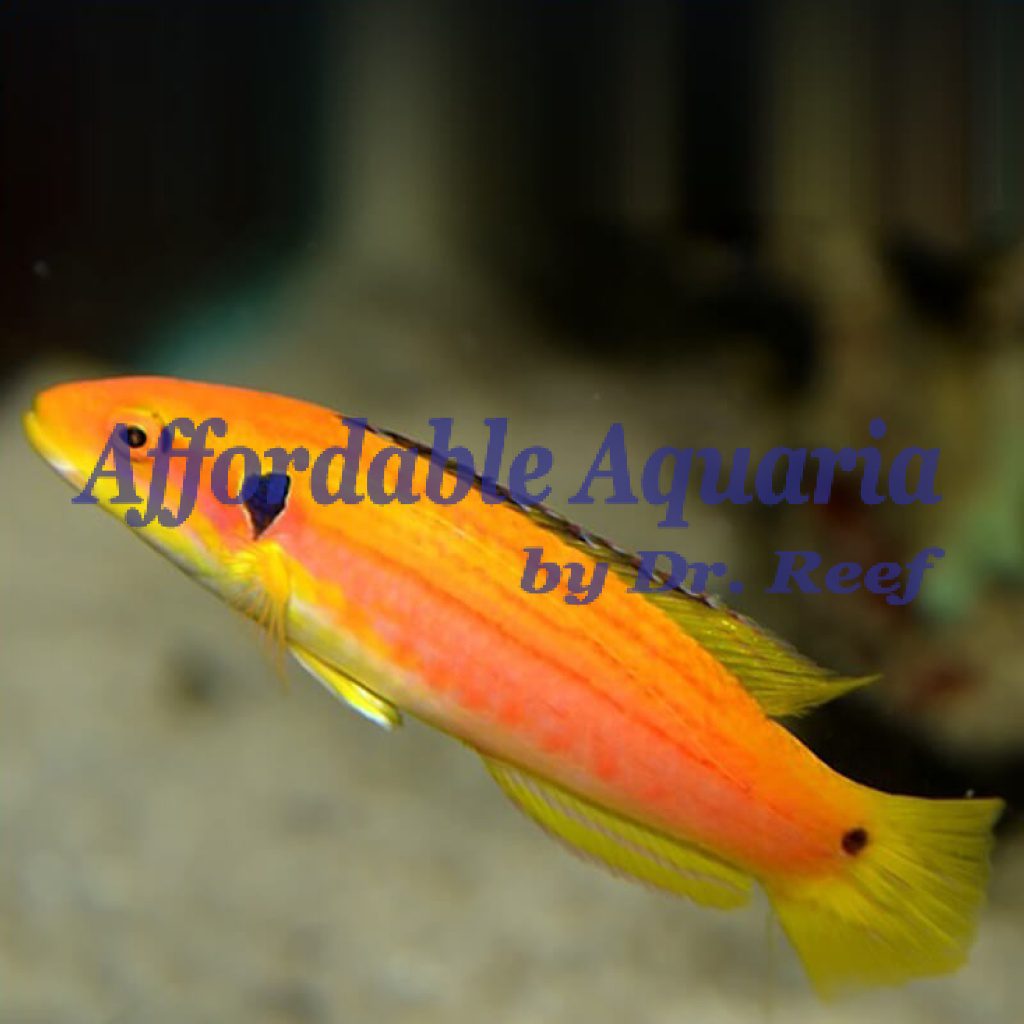 Yellow Candy Hogfish Affordable Aquaria
