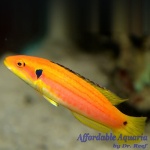 Yellow Candy Hogfish