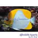 Yellow Pyramid Butterflyfish
