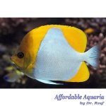 Yellow Pyramid Butterflyfish