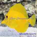 Yellow Tang (Captive Bred)