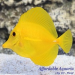 Yellow Tang (Captive Bred)