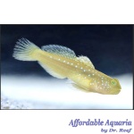 Yellow Watchman Goby (Captive Bred)