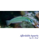 Zebra Barred Dartfish