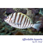 Black-barred Zebra Tang
