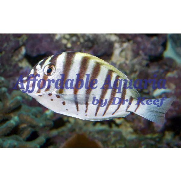 Blackbarred Zebra Tang Affordable Aquaria