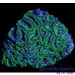 Acan Lord B Grade Md - Aussie