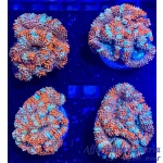 Acan - Lord Ultra Embers On Ice