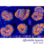 Acan - Lord Ultra Fire Pit