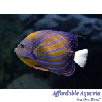 Annularis Angelfish (Adult)