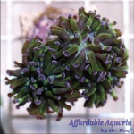 Hammer - Bicolor Frag