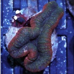 Bicolor Lobophyllia Colony