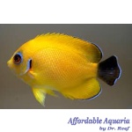 Blacktail Lemonpeel Angelfish