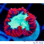 Blastomussa Wellsi - Red/Green (Aussie)