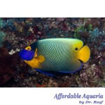Blueface Angelfish (Adult)