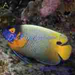 Blueface Angelfish (Adult)