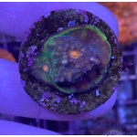 Chalice - Blue Green Ring