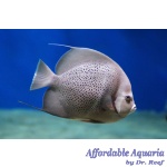 Black (Grey) Angelfish