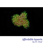 Branching Green Star Polyp