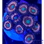 Zoanthid - Chrome Peach