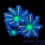 Clove Polyp Fireworks