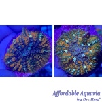 Mushroom - Cordyceps Fungus Rhodactis