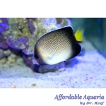 Cream Angelfish
