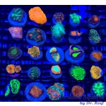 Cultured Coral Frag Pack - Assorted Corals