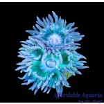 Duncan - Neon Aussie (Per Polyp)