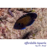 Dusky Bluefin Angelfish