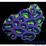 Favia Dragon Soul - Aussie