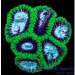 Favia - Darwin Green