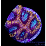 Favia - Darwin Ultra Gold