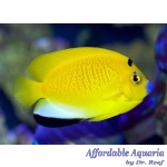 Flagfin Angelfish