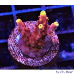 Acropora - Fox Flame