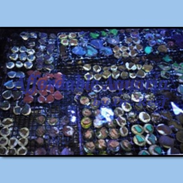 Frag Pack 12 Lot - Image 1