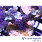 Montipora - German Blue Digitada