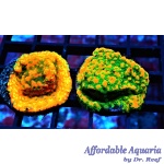 Montipora - Gold Rush