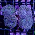 Hammer - Thick Branch Colored (Aussie) (Per Polyp)