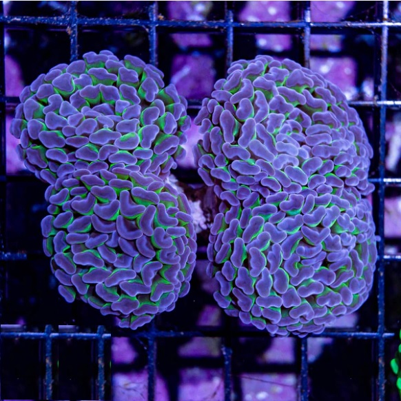 Hammer - Thick Branch Colored (Aussie) (Per Polyp)