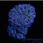 Hammer - Thick Branch Colored (Aussie) (Per Polyp) - Image 2