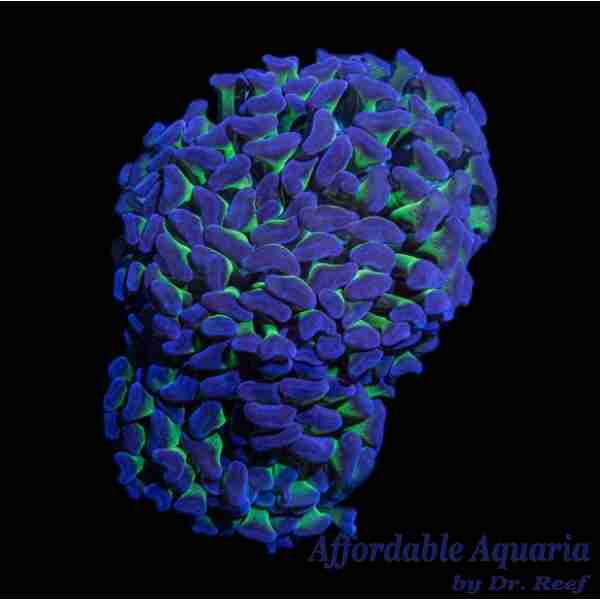 Hammer - Thick Branch Colored (Aussie) (Per Polyp) - Image 2