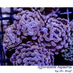 Hammer Branch Gold Cultured