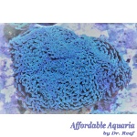 Hammer - Thick Branch Colored (Aussie) (Per Polyp)