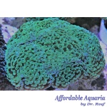 Hammer - Thick Branch Green (Aussie) (Per Polyp)