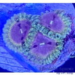 Zoanthid - Impolsion